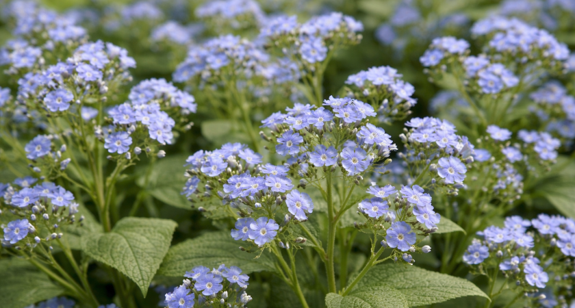 Эти цветы переживут морозы до −30 °C: 5 шикарных многолетников, которые почти не требуют ухода