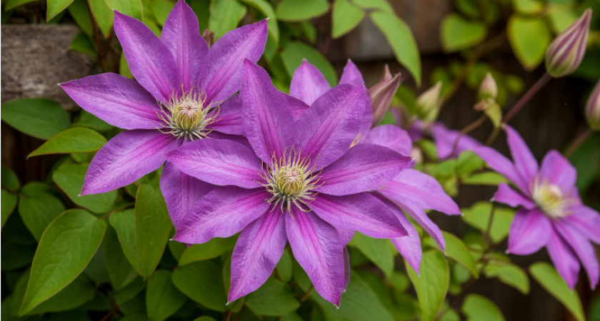 Посадил и забыл: 10 многолетников, которые цветут всё лето без устали и капризов