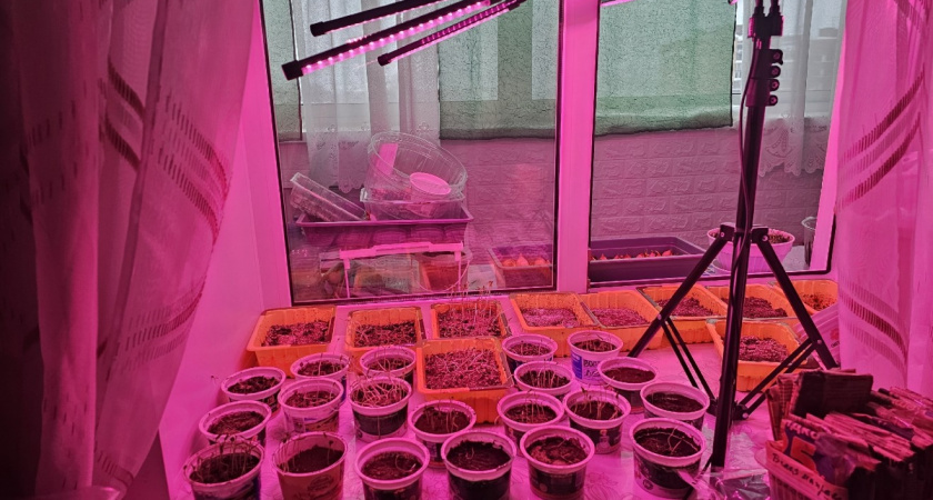 До 15 марта ни одного томата не сажаю - 3 неявные причины, о которых не догадываются "торопыги"