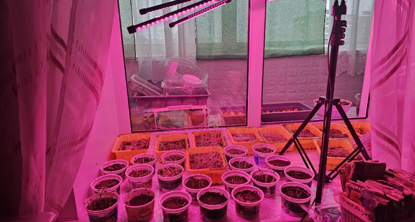 Пикировка без стресса для рассады: агрономы назвали одно правило и 2 важные тонкости