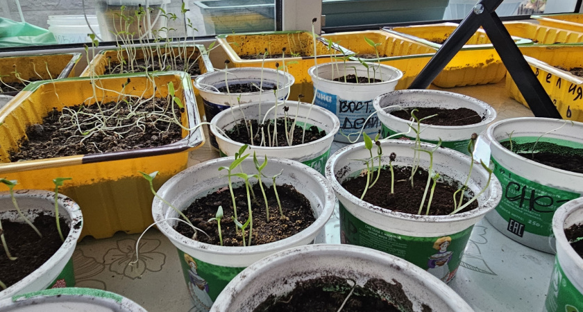 До 15 марта томаты лучше не сеять: агрономы назвали 3 причины, почему ранняя рассада часто получается слабой