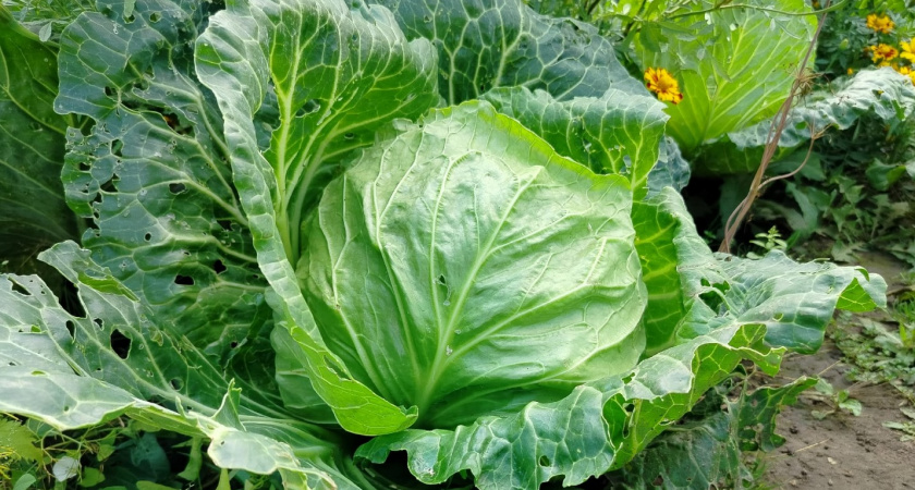 3 шикарных сорта капусты: растут сами, не боятся капризов погоды и дарят суперурожай - умные дачники выбирают только их
