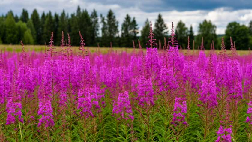 Даже курьеры столько не получают: люди в Башкирии нашли новое золотое дно в полях — до 400 тысяч за сезон