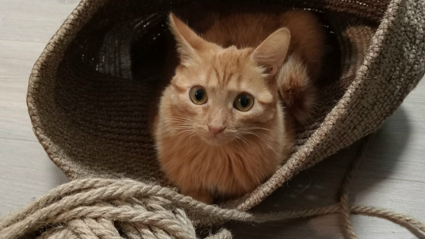 Не жалейте уличную кошку, если не хотите, чтобы она стала главной в доме. Объясняю почему