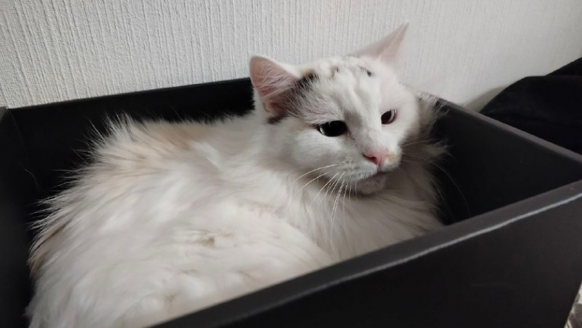 Почему кот после туалета носится по квартире с выпученными глазами и поднятым хвостом: у этого «тыгдыка» есть 4 научные причины