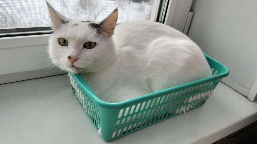 Кот разносит гранулы по всему дому: эти лайфхаки от опытных владельцев решат проблему раз и навсегда