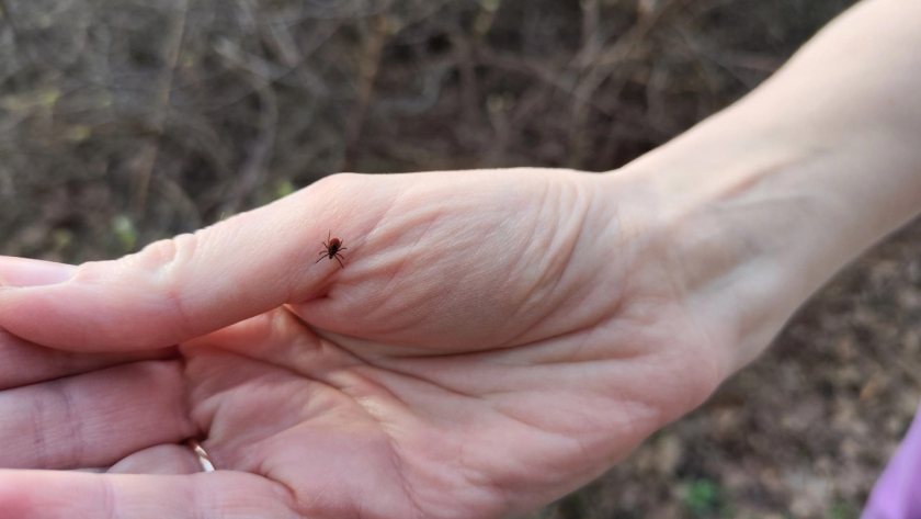 В это время клещи кусают как бешеные - активность зашкаливает: вот как защититься