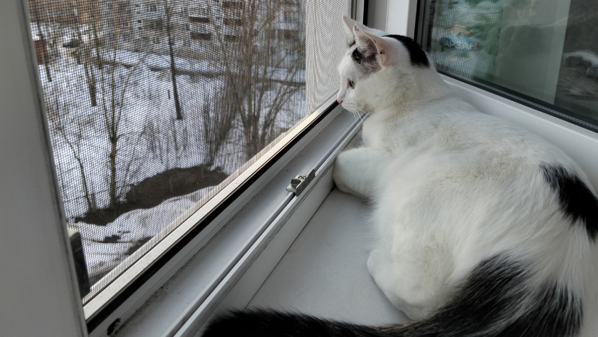 Почему кошки любят спать с человеком: 3 главные причины - о них следует знать