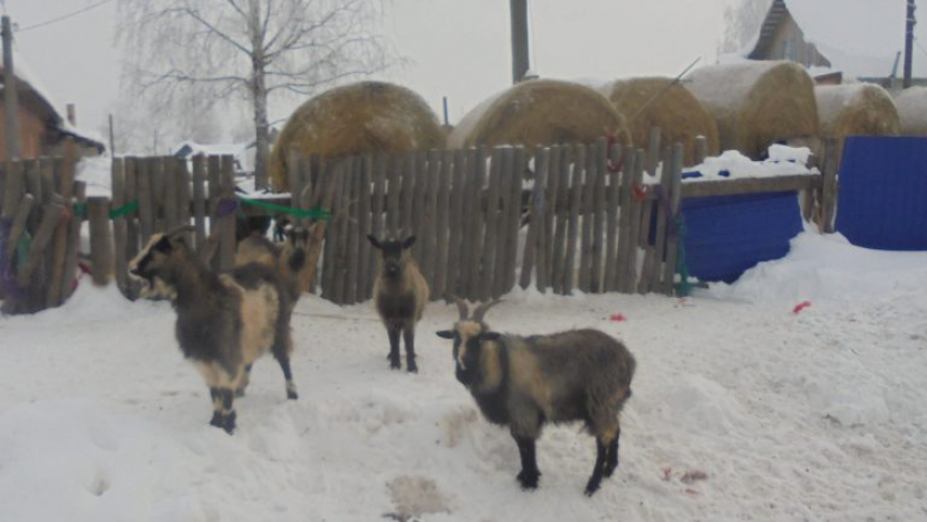 Жительница Кировской области поплатилась за свободный выгул 12 коз на дороге