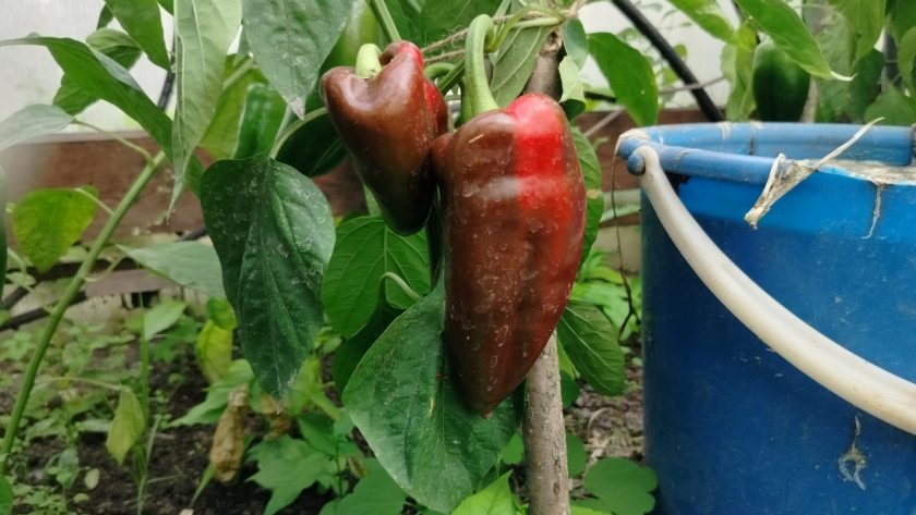 Перцы-великаны, родом из СССР - 10 чудесных сортов и гибридов, которые стоит посадить