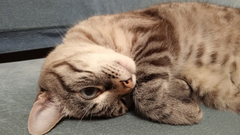 Можно ли смешивать корм и «натуралку»: ветеринары раскрыли риски, цифры и правила питания кошек и собак