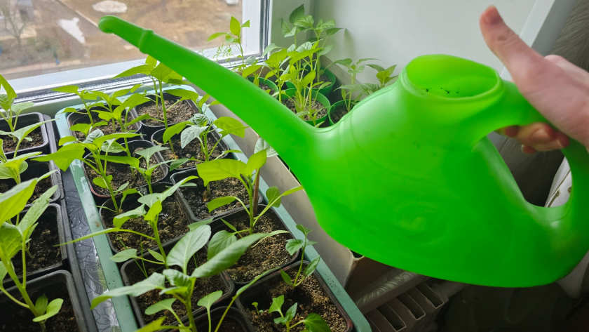 «Дедовский» способ против вытягивания: рассада крепкая и коренастая без всяких фитоламп