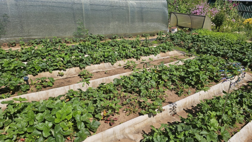 Бетон для дачных дорожек в прошлом: 7 альтернатив, которые выбрали мудрые дачники 