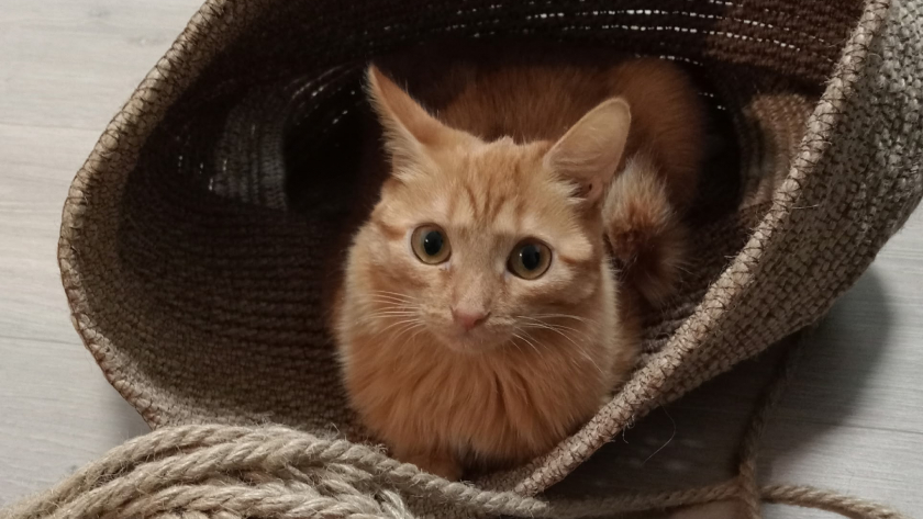 Почему кошка ложится на человека: простые причины, о которых мало кто задумывается