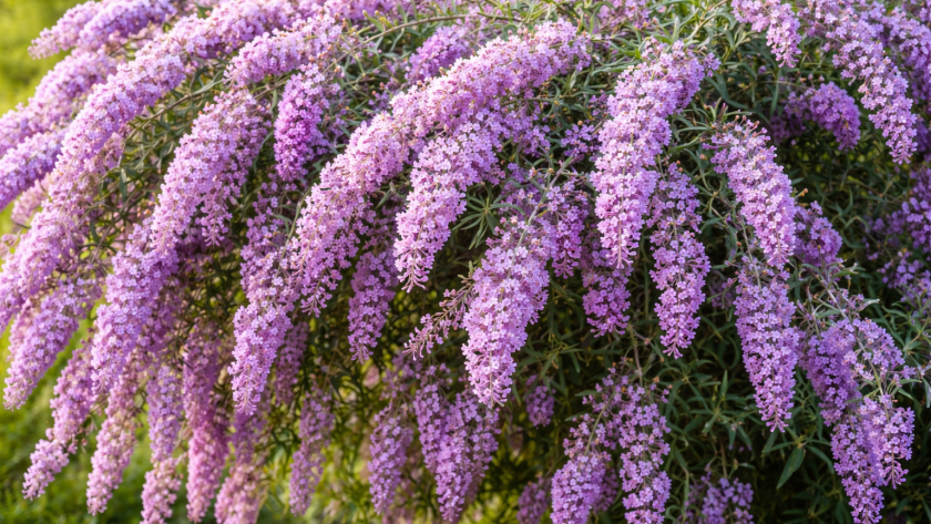 Легко выдерживают до −25…−35 °C без укрытия: 8 дивных неприхотливых растений для плотного зелёного ковра