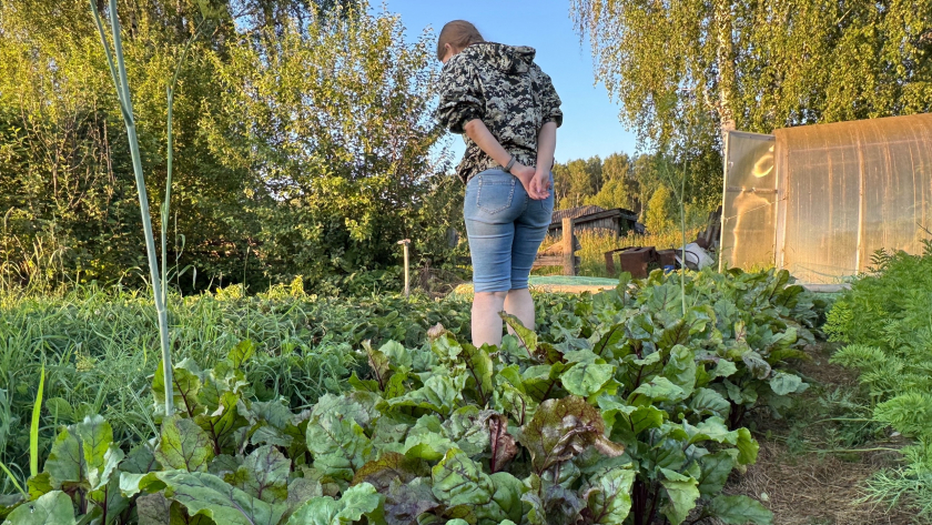 Чтобы свекла выросла сладкой, ее нужно посолить: секрет, о котором редко говорят новичкам