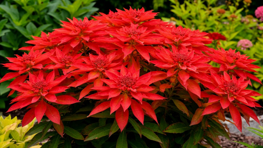 Шикарный сад: 6 цветов, которые будут украшать участок с мая до жгучих морозов - выбирайте любой и наслаждайтесь 