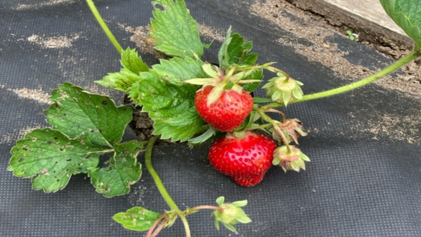 Три подкормки клубники с ранней весны – и количество завязей удваивается: схема, составы и точный момент выхода на грядку