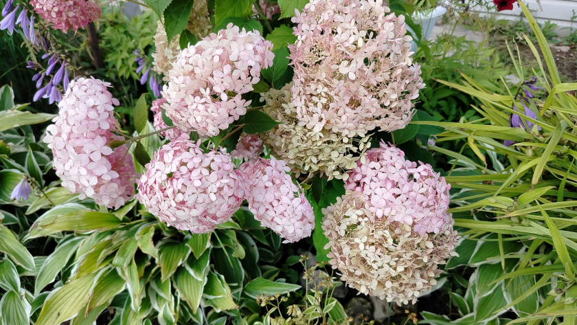 Гортензии зацветут на 3 недели раньше, чем у соседей: простой способ без химии, который используют опытные садоводы