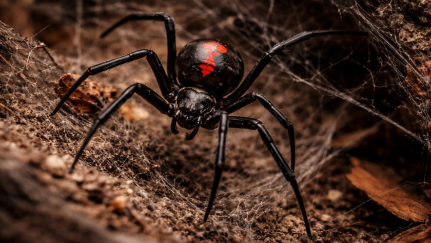 Некоторые из них безобидны на вид – но переносят тиф, энцефалит и сибирскую язву. Опасные насекомые России, о которых стоит знать