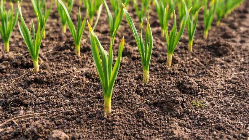 Чеснок пойдет в зелень как «лес» и не пожелтеет: 3 простых действия, которые нельзя пропустить в апреле