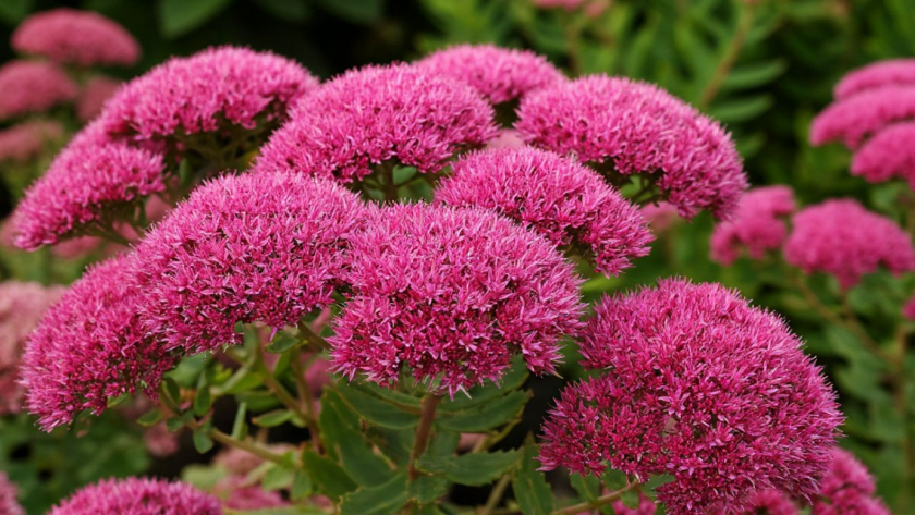 Петунии и розы никуда не годятся: ушлые дачники вспомнили про шикарный многолетник - цветет с июня до снега