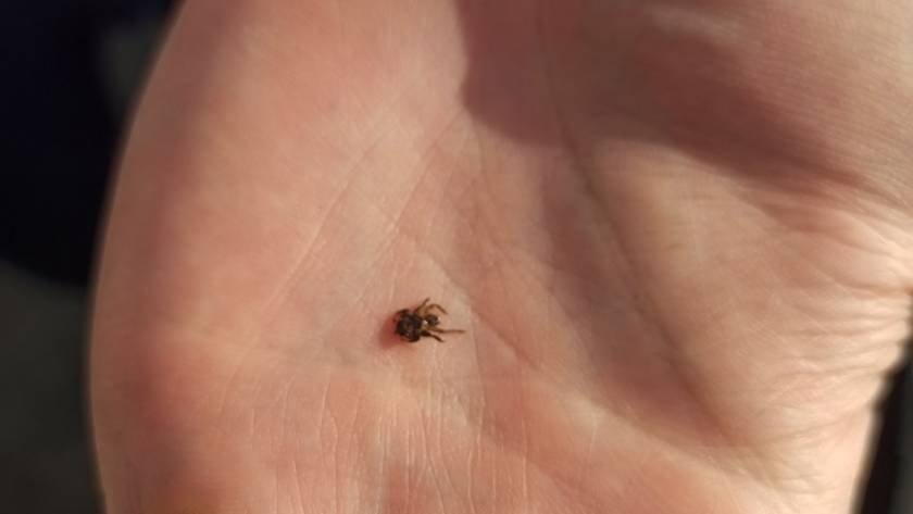 В Кировской области зафиксировали первые укусы клещей: как защитить себя от нападений паразитов?