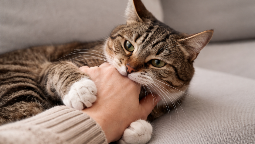 Почему кошка кусает руку когда её гладишь - многие об этом и не догадываются, а зря
