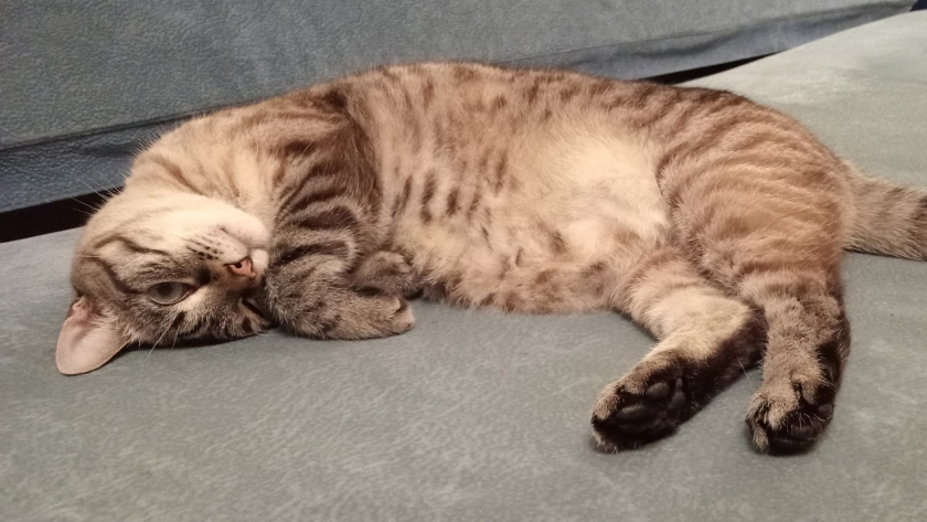 Почему ночью кошка спит с человеком - запомните раз и навсегда эти причины