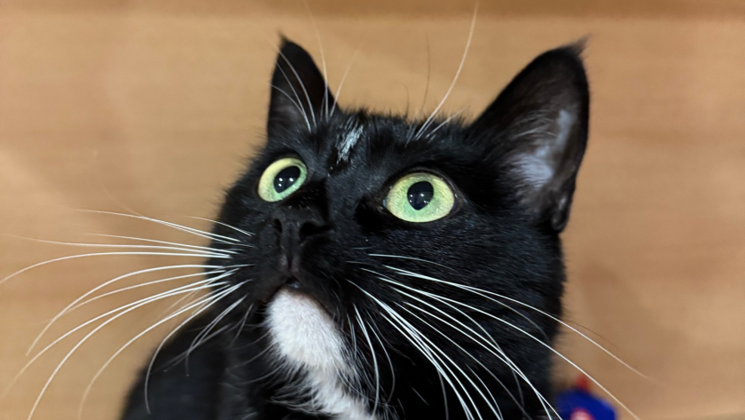 Поведение кошки, которое предупреждает о беде — запомните эти сигналы раз и навсегда