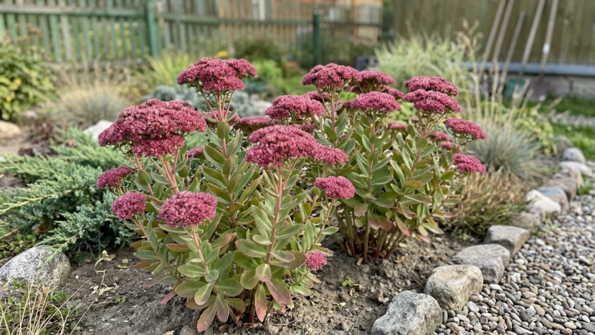 Петунии и бархатцы в полном пролете: в наши сады пришел эффектный многолетник - не нужна ни вода, ни забота