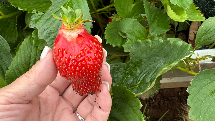 Раньше клубника мельчала, теперь размером с кулак и еще сочная: добавляю это перед цветением и вижу разницу