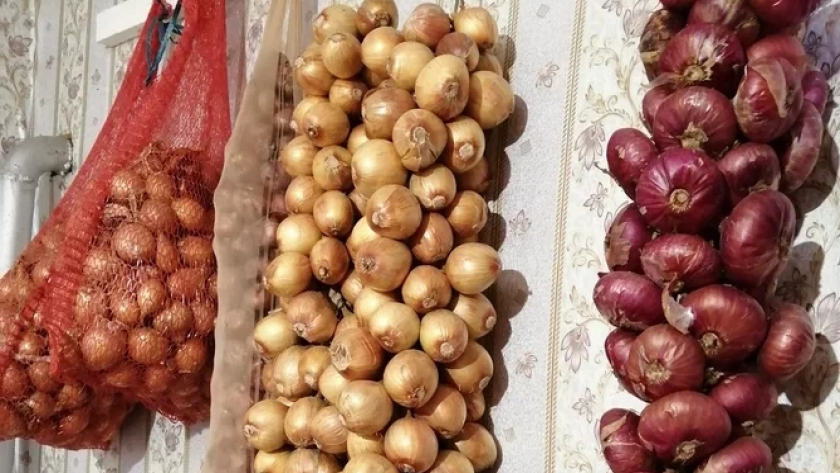 8 лет подряд получаю лук по полкило: голландский метод проращивания, который я держу в секрете от соседей