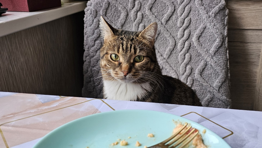 Почему коты воруют еду со стола - ученые поставили точку в бесконечном споре