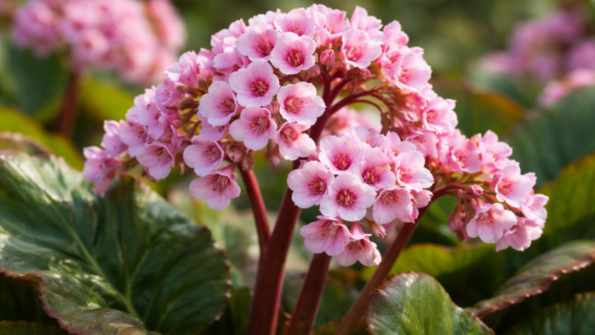 Какие растения из камнеломковых стоит посадить в саду: проверенные многолетники, которые выглядят красиво и не требуют сложного ухода