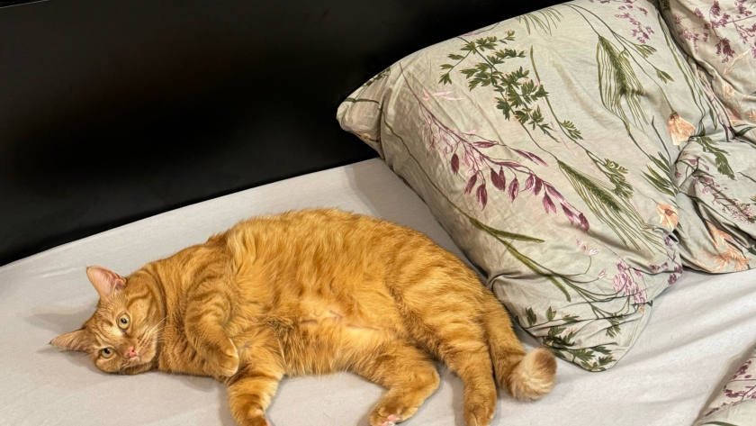 Инструкция для любителей свежих подушек: 5 минут — и никакого запаха пота. Узнала хитрость только в 40 лет