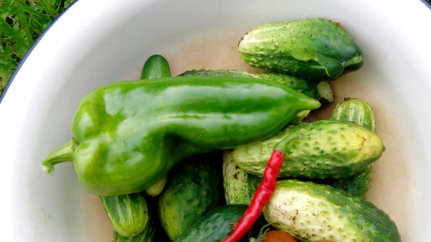 Огурцы не растут и болеют? Японский способ даёт стабильный урожай в любую погоду - и в мороз, и в жару