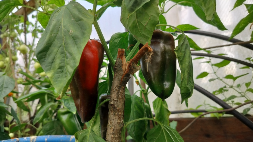 Жаль, что раньше не знал, как подкармливать перец, чтобы он вырос крупным и мясистым и вкусным: мой личный опыт
