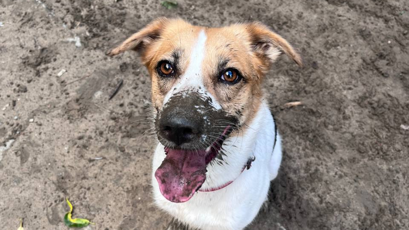 Собака виляет хвостом, но настроение разное — как понять эмоции по направлению движения