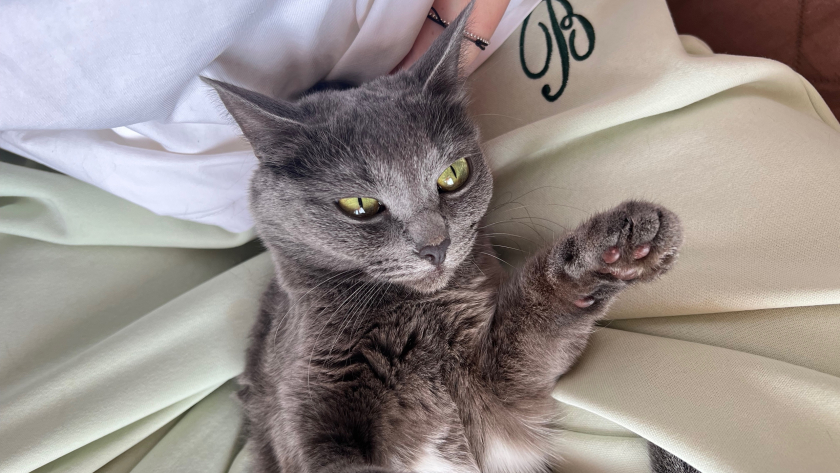 Почему кошка начала гадить в обувь: проблема почти всегда не в «вредности», а в тревожном сигнале