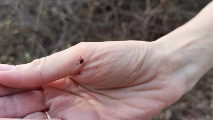 Клещи обходят за 2 км - нужна всего капля на одежду: безопасный метод, который подходит даже для детей