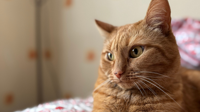 Учёные выяснили, каких людей на самом деле любят и уважают кошки — и это не те, кто их подкармливает