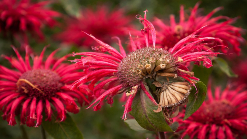 Шесть многолетних цветов, которые быстро разрастаются, легко размножаются и не требуют особого ухода