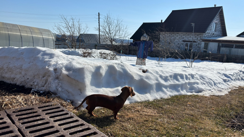 В апреле заехали на дачу — стены в пятнах: что делать сразу, чтобы остановить плесень