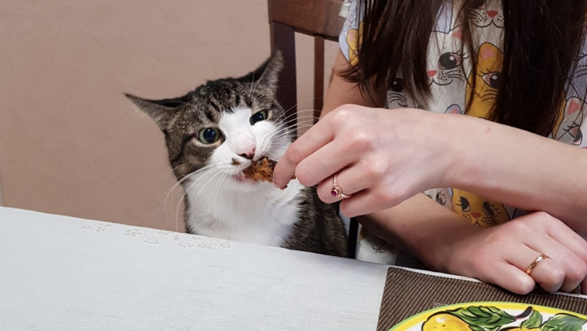 Можно ли мыть кошачьи миски вместе с посудой: что происходит внутри посудомойки