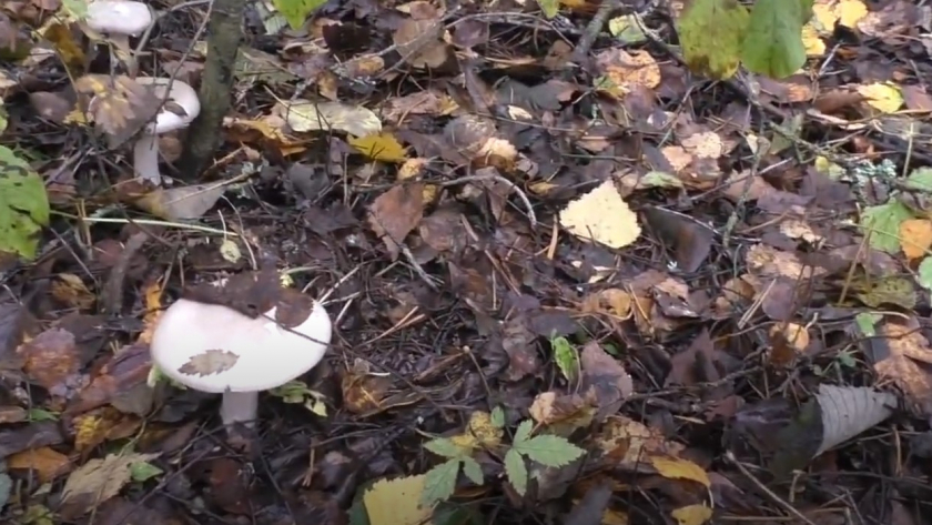 Грибники уже открыли сезон - апрельский лес удивил урожаем: вот чем набивают корзинки