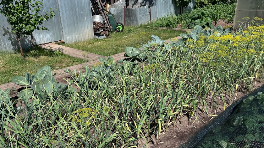 Срочно на грядку: пока сосед машет тяпкой, умные дачники делают 1 литр этого зелья — и стрелки становятся толще пальца