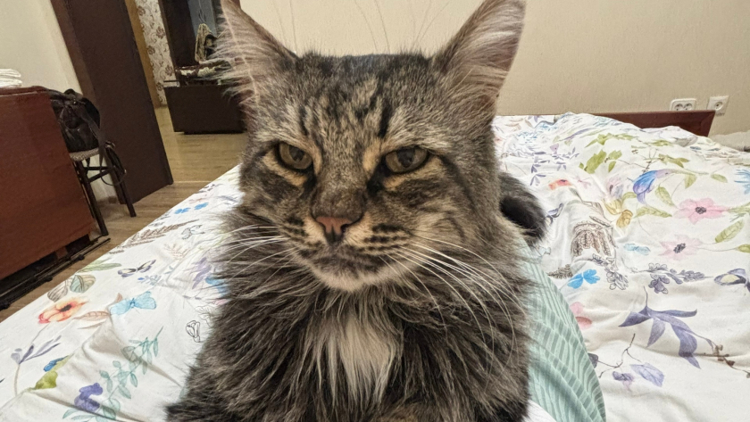 Почему кошки не доедают еду в миске: скрытая причина, о которой не знают владельцы