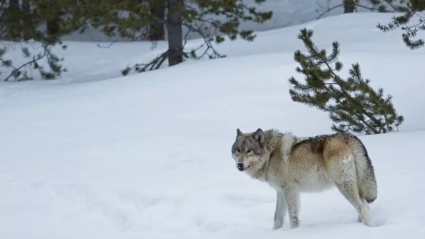 144 волка добыли охотники в Кировской области с начала 2026 года