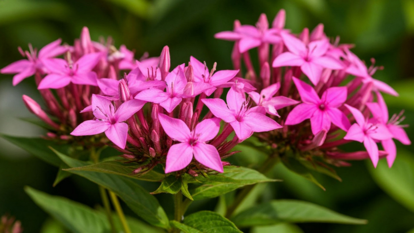 Гортензия в пролете - наши сады завоевал новый цветок: радует до жгучих морозов